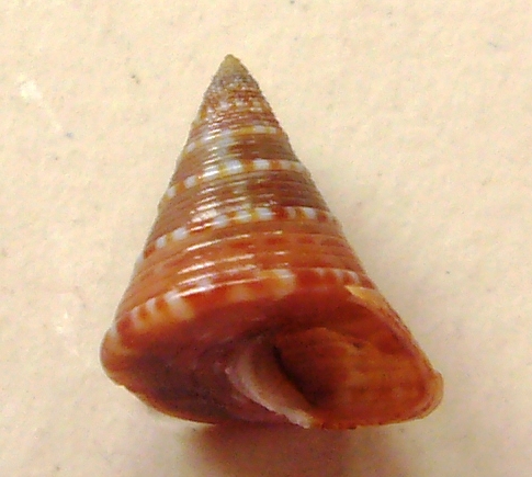 Calliostoma funiculatum?